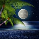 tropical night live wallpaper android application logo